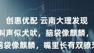 创惠优配 云南大理发现“黄猄”，叫声似犬吠，脑袋像麒麟，嘴里长有双獠牙